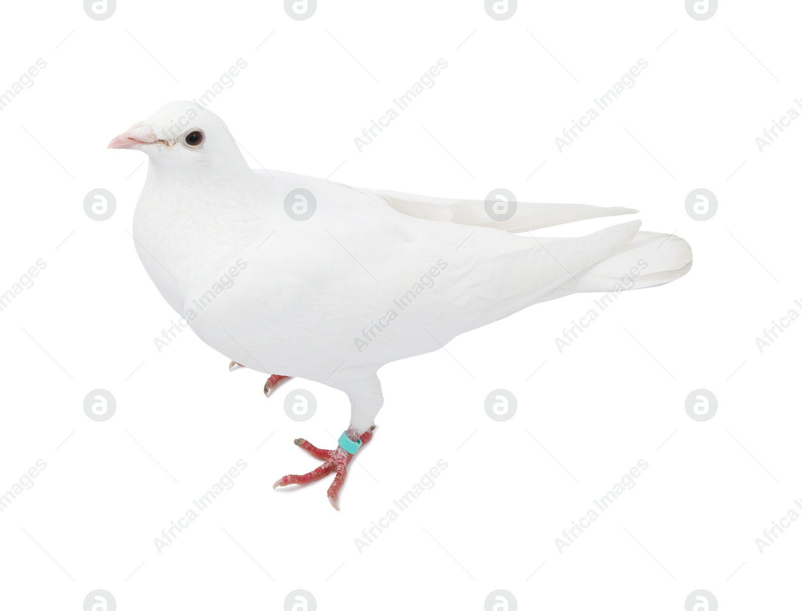 Photo of One dove on white background. Beautiful bird