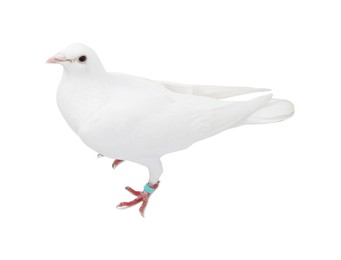 Photo of One dove on white background. Beautiful bird