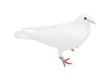 Photo of One dove on white background. Beautiful bird