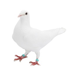 One dove on white background. Beautiful bird