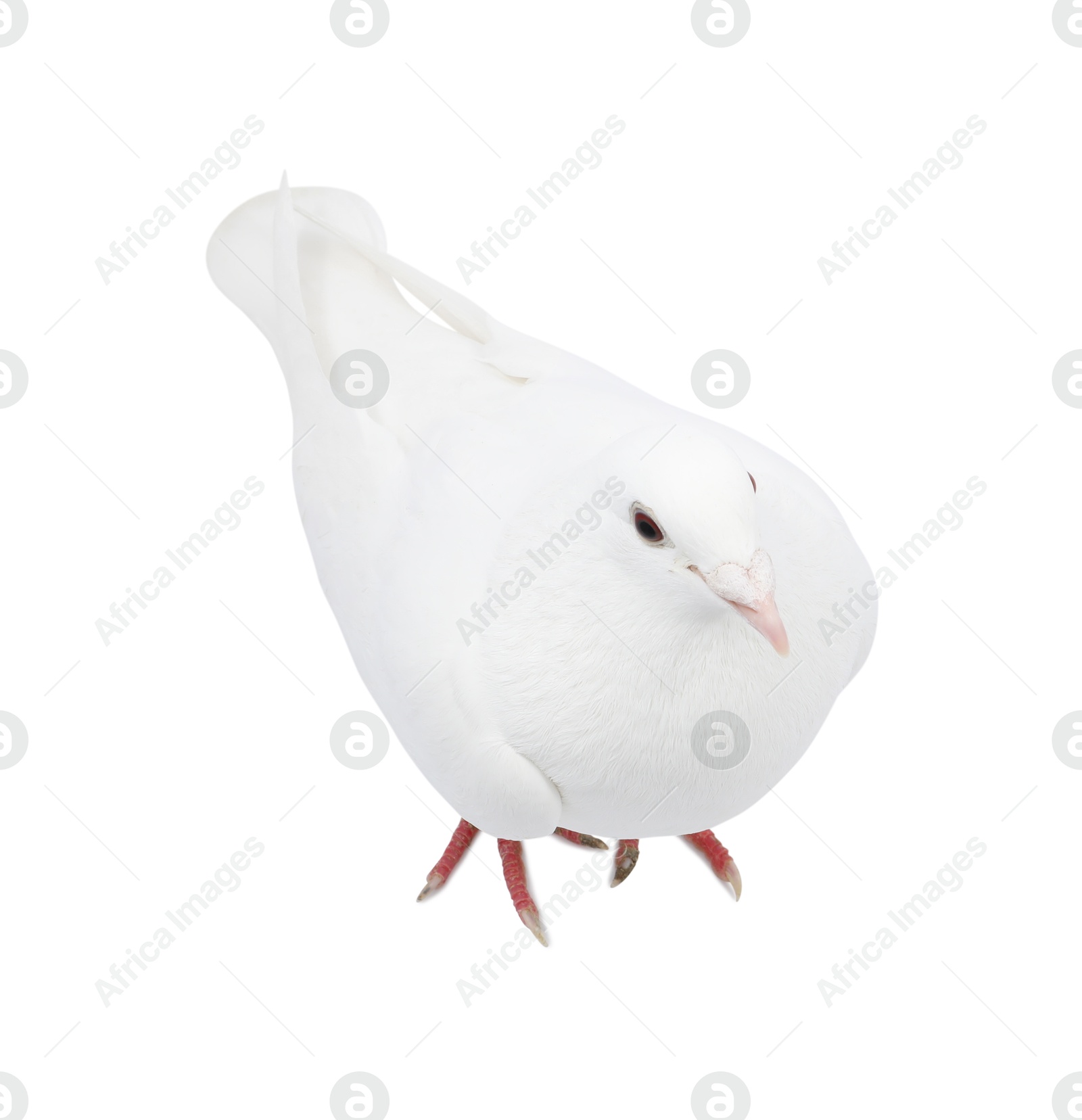 Photo of One beautiful dove on white background, above view