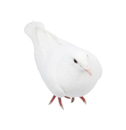 One beautiful dove on white background, above view