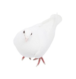 Photo of One beautiful dove on white background, above view