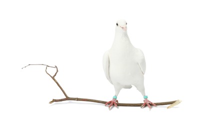 Photo of Beautiful dove with branch on white background