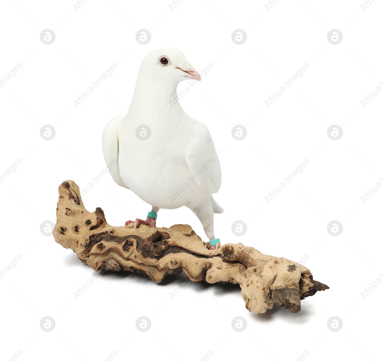 Photo of Beautiful dove with snag on white background