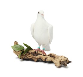 Photo of Beautiful dove with green branch and snag on white background