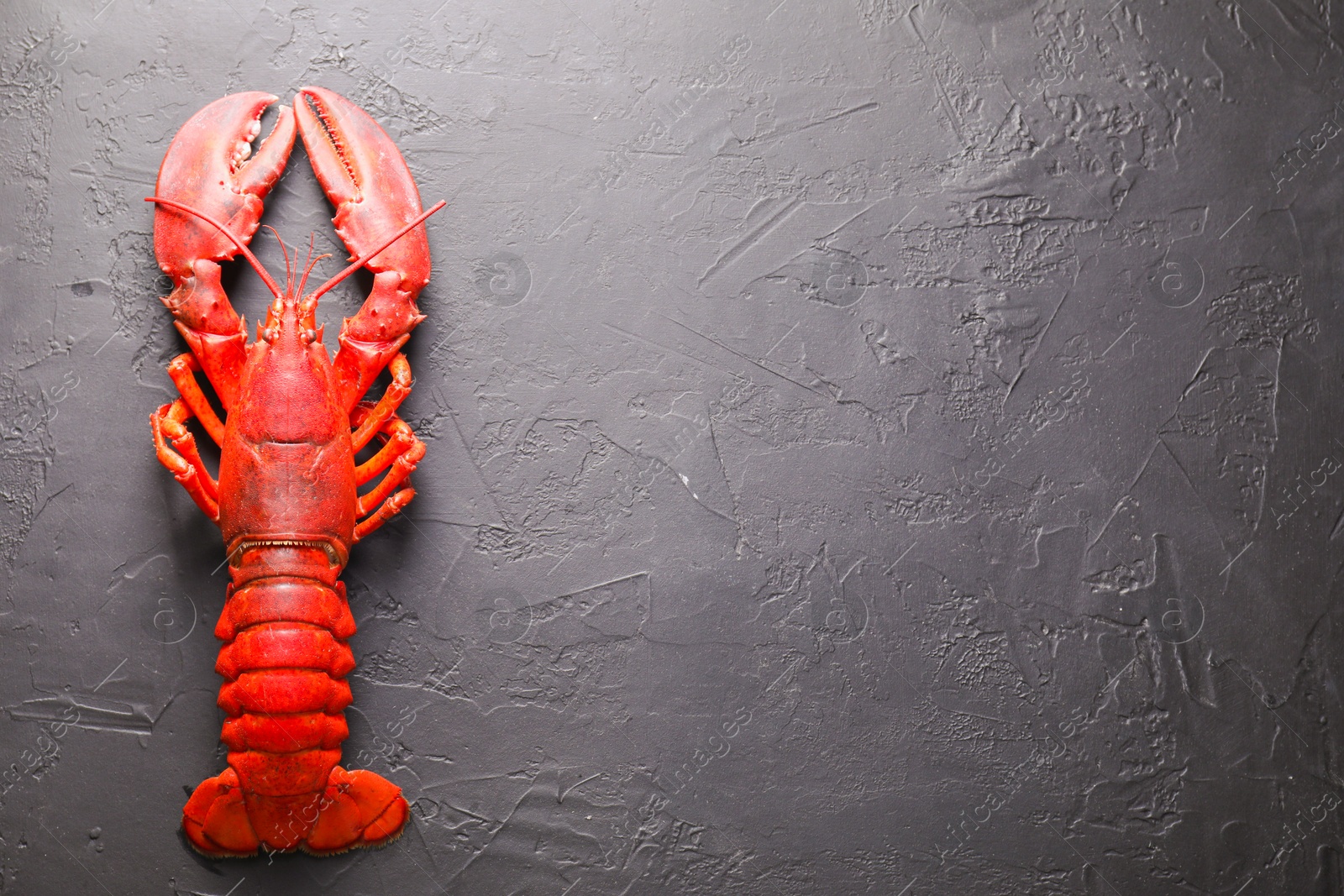 Photo of Delicious boiled lobster on black table, top view. Space for text