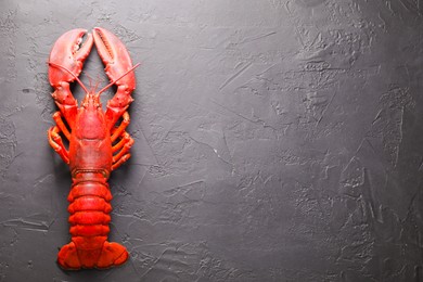 Photo of Delicious boiled lobster on black table, top view. Space for text