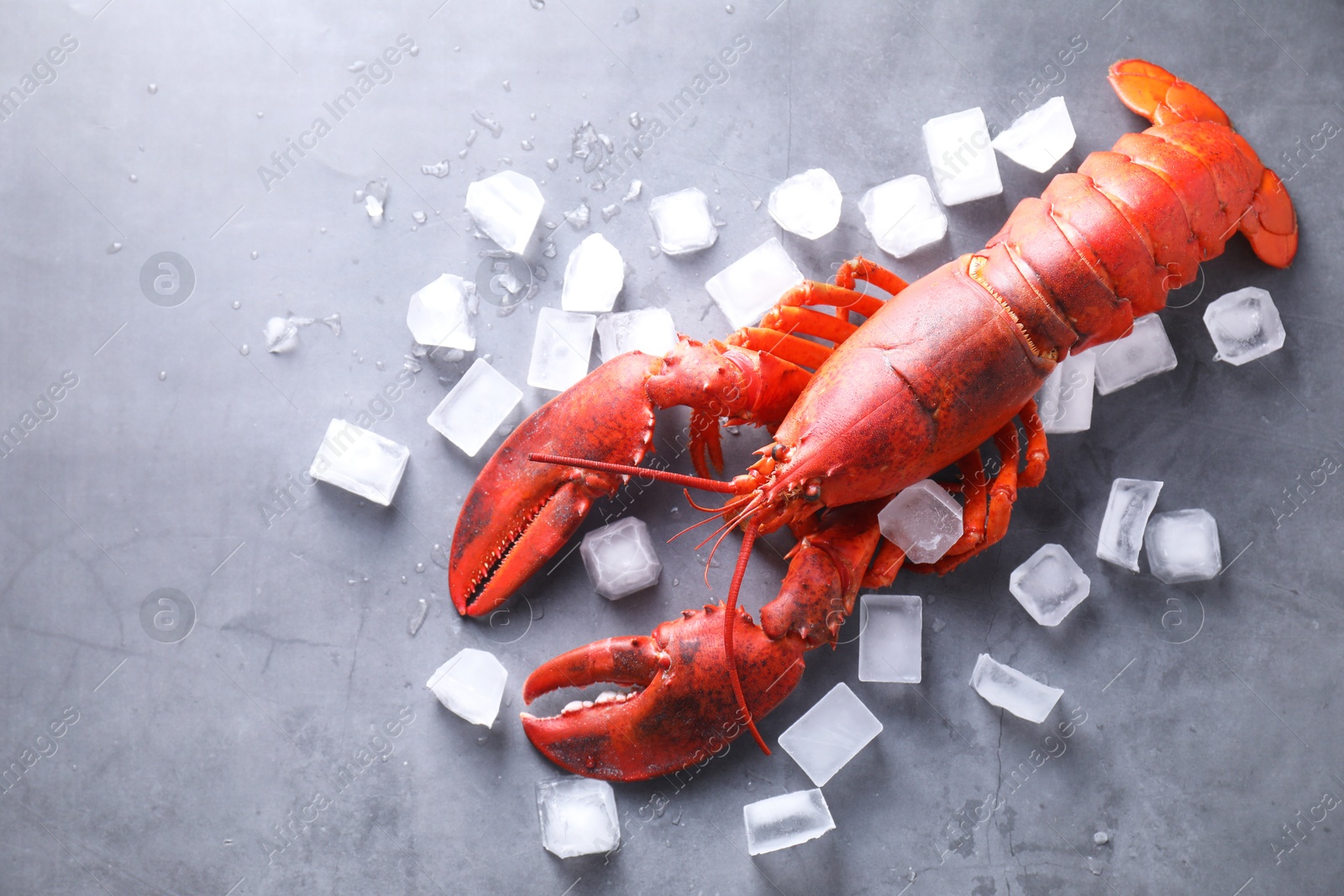 Delicious boiled lobster with ice cubes on grey table, flat lay Photo of Delicious boiled lobster with ice cubes on grey table, flat lay