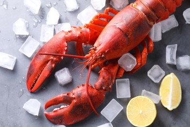 Delicious boiled lobster with ice cubes and lemon pieces on grey table, flat lay