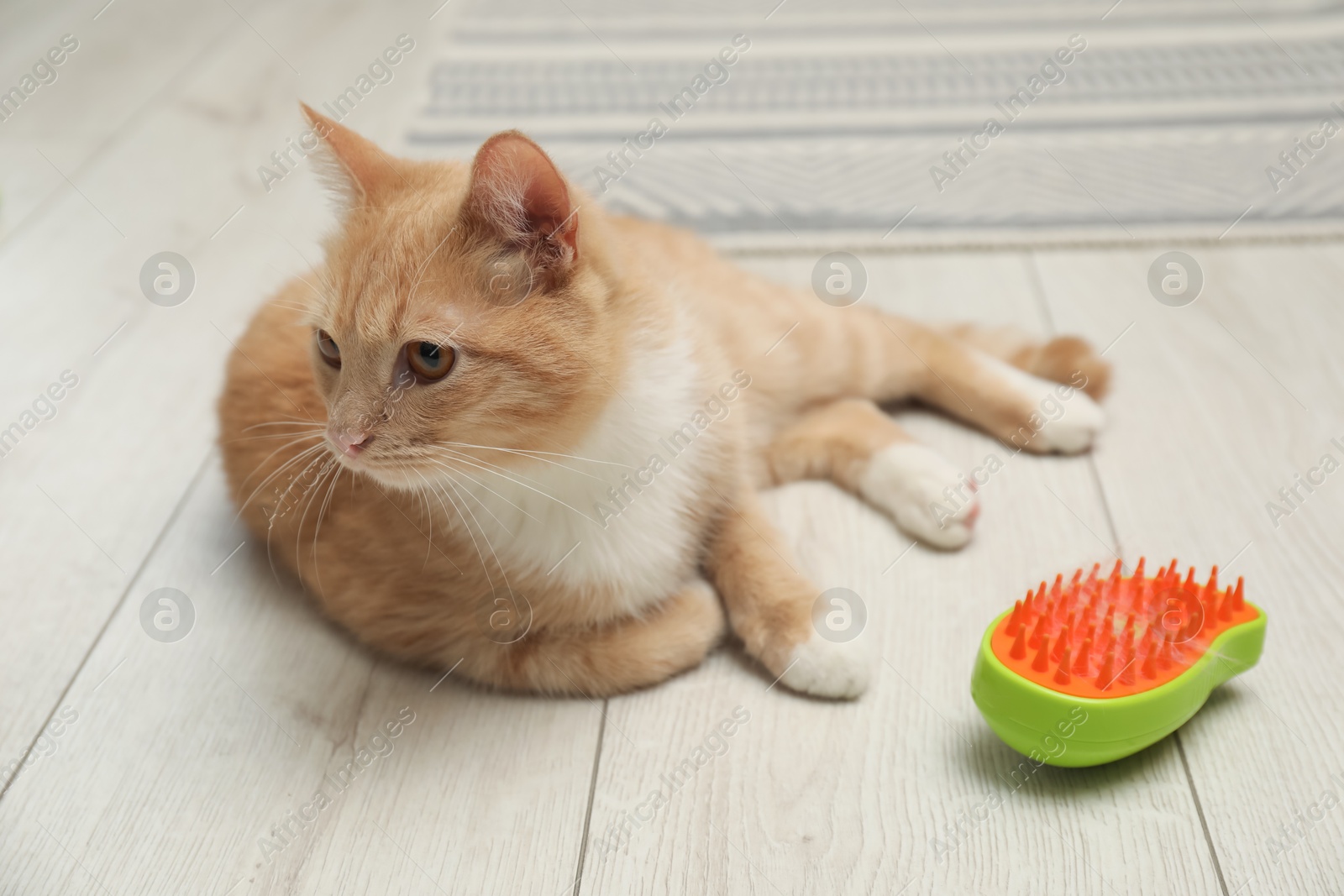 Photo of Cute ginger cat and brush with pet's hair on floor