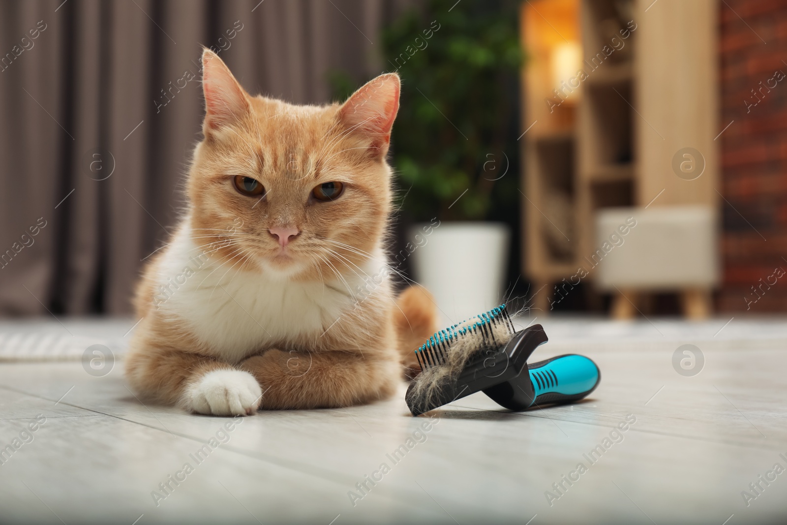 Photo of Cute ginger cat and brush with pet's hair on floor at home, closeup