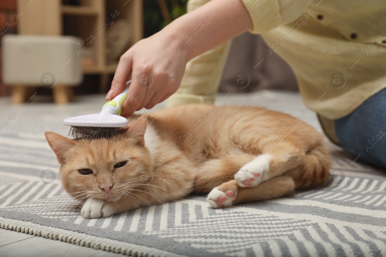 Photo of Woman brushing cat's hair on floor at home, closeup. Pet grooming