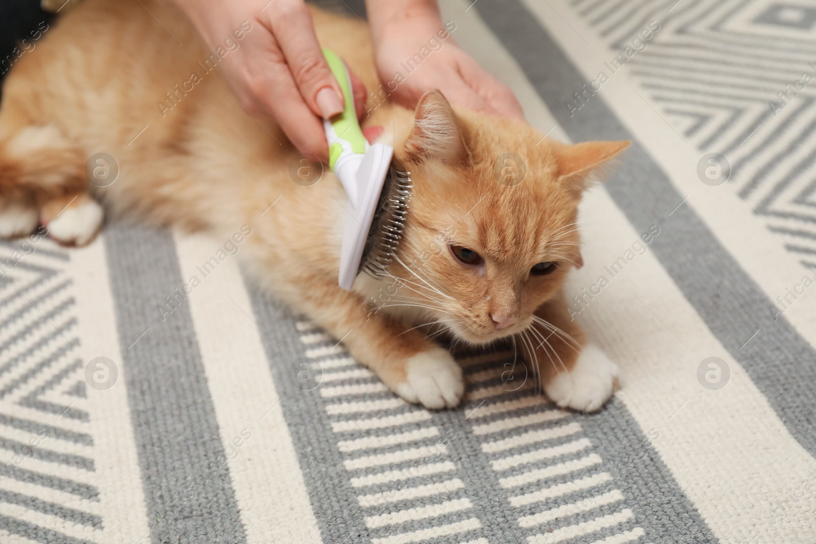 Photo of Woman brushing cat's hair on floor, closeup. Pet grooming