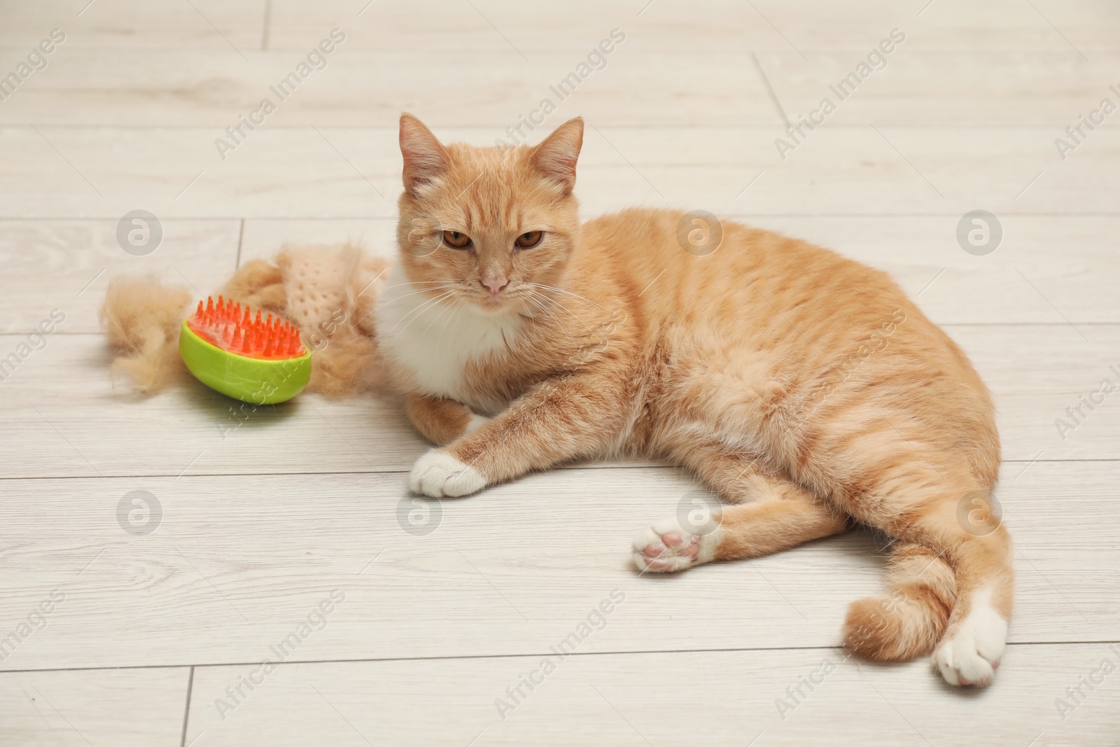 Photo of Cute ginger cat, brush and pile of pet's hair on floor