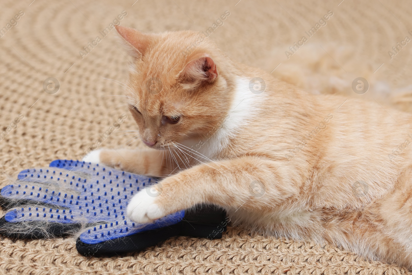 Photo of Cute ginger cat and grooming glove with pet's hair on floor, closeup