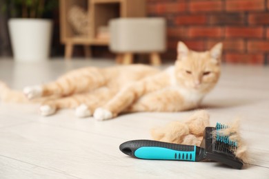 Photo of Brush with pet's hair and cat on floor indoors, selective focus