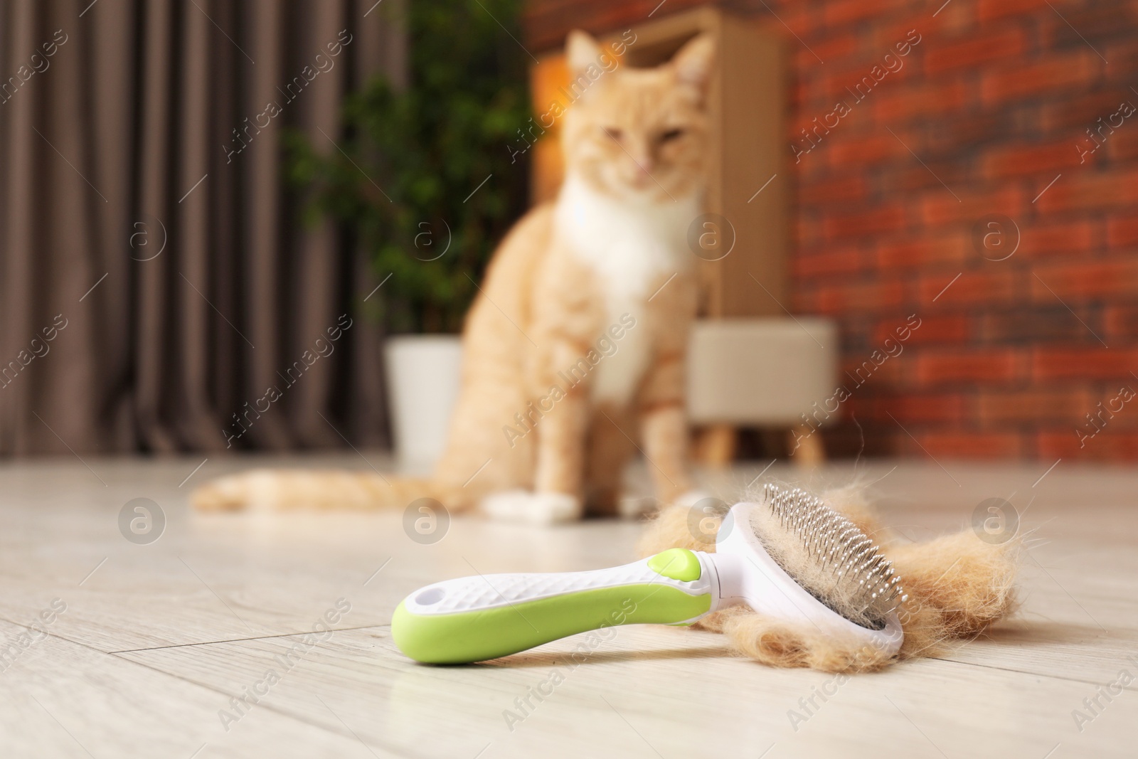 Photo of Brush with pet's hair and cat on floor indoors, selective focus. Space for text