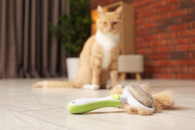 Brush with pet's hair and cat on floor indoors, selective focus. Space for text