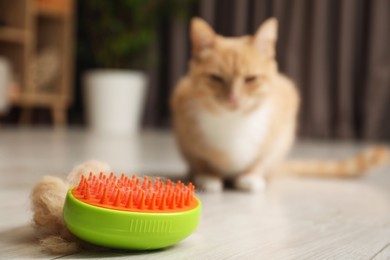 Photo of Brush with pet's hair and cat on floor indoors, selective focus