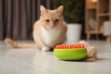 Photo of Brush with pet's hair and cat on floor indoors, selective focus