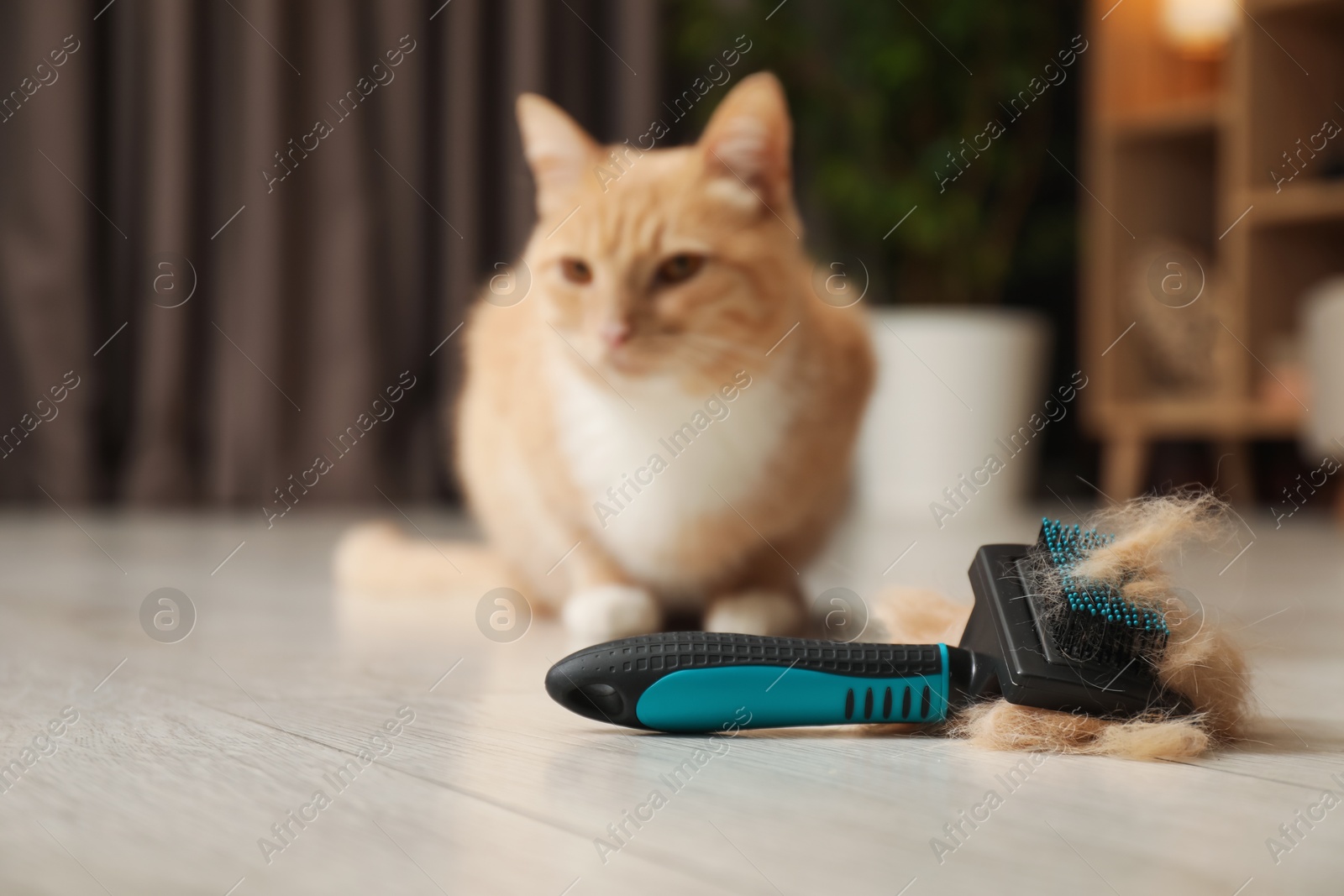 Photo of Brush with pet's hair and cat on floor indoors, selective focus. Space for text