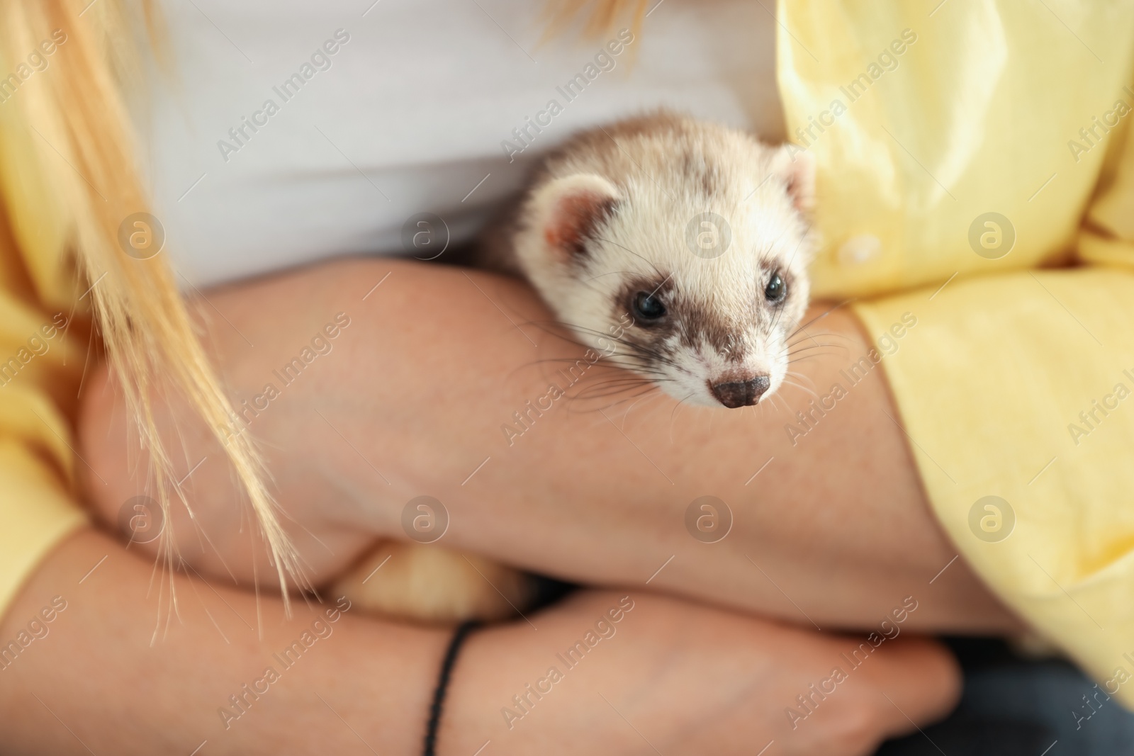 Woman with cute ferret, closeup. Domestic pet Photo of Woman with cute ferret, closeup. Domestic pet
