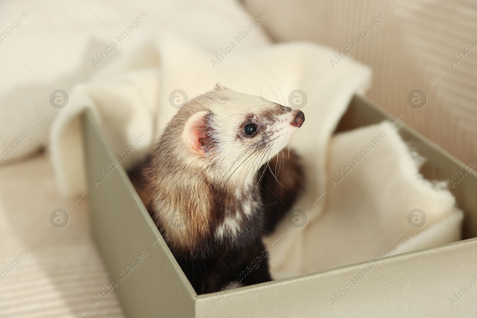 Cute ferret in box on sofa. Domestic pet Photo of Cute ferret in box on sofa. Domestic pet
