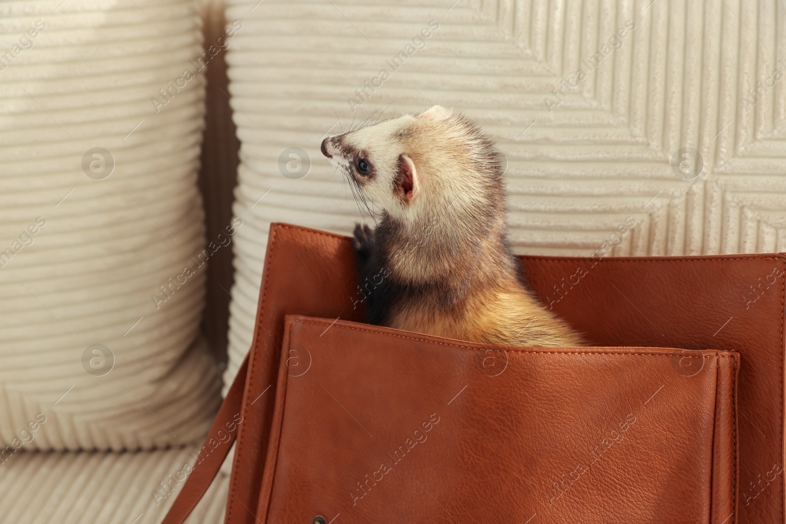 Cute ferret peeking out of bag on sofa. Domestic pet Photo of Cute ferret peeking out of bag on sofa. Domestic pet