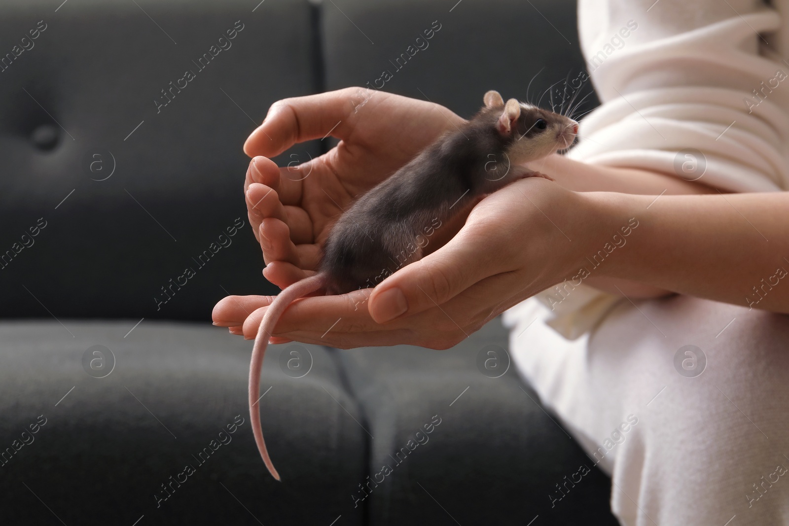 Photo of Woman with adorable little rat indoors, closeup