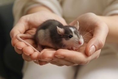 Woman with adorable little rat indoors, closeup