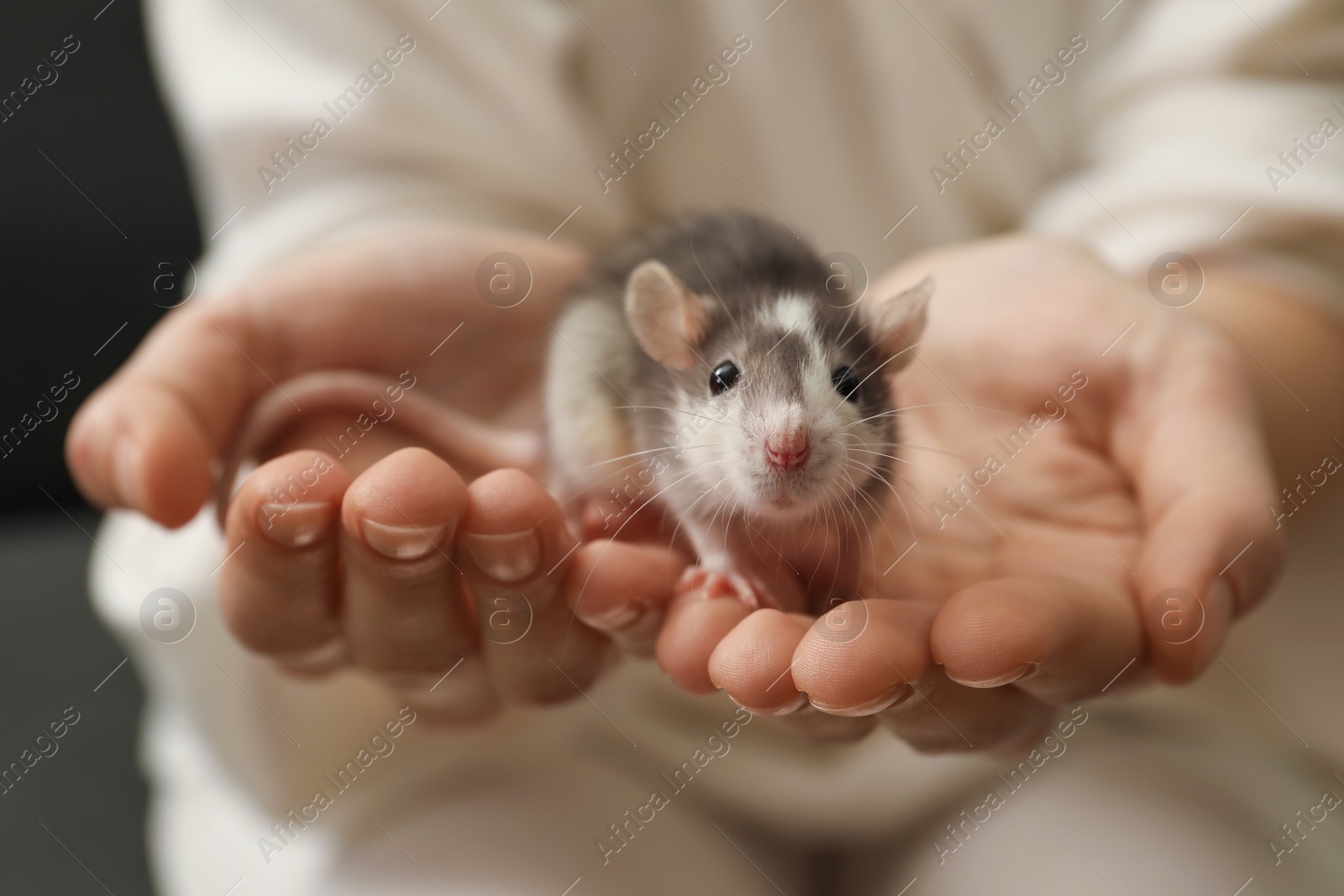 Photo of Woman with adorable little rat indoors, closeup