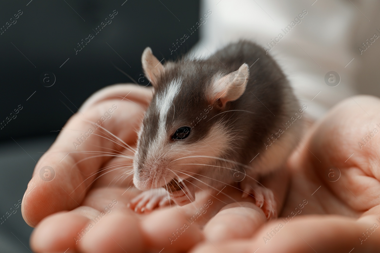 Photo of Woman with adorable little rat indoors, closeup