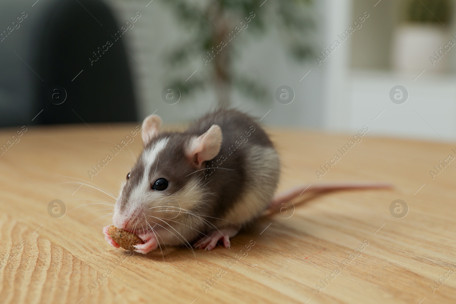 Photo of Adorable little rat eating food on wooden surface indoors, closeup