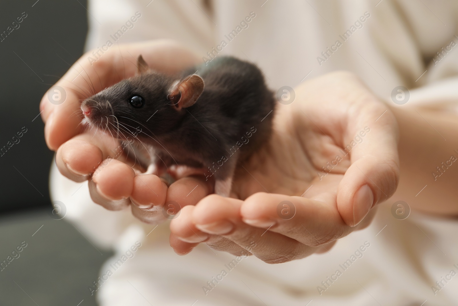 Photo of Woman with adorable little rat indoors, closeup