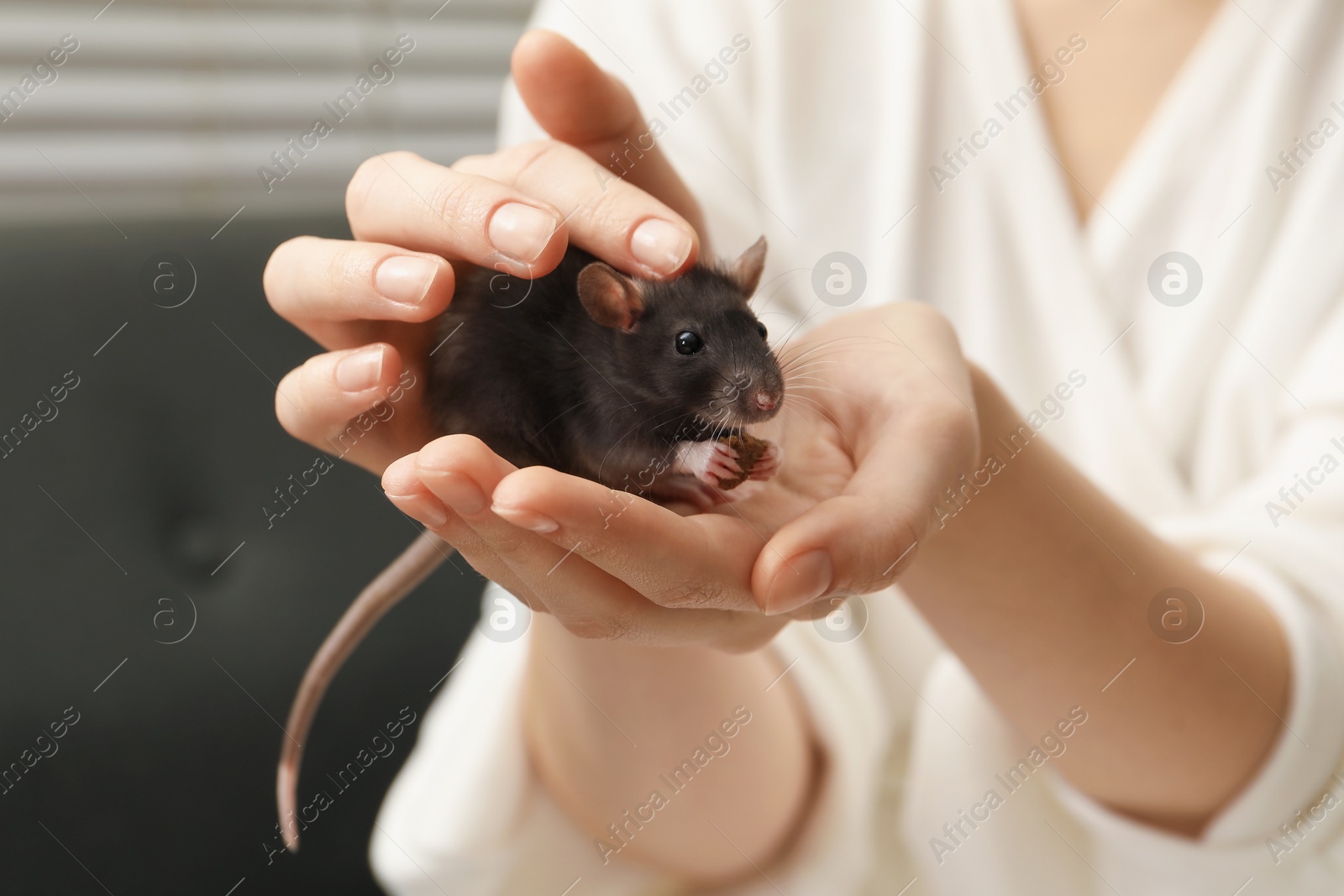 Photo of Woman with adorable little rat indoors, closeup