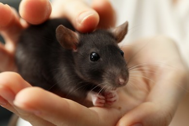 Photo of Woman with adorable little rat indoors, closeup