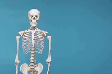 Photo of Artificial human skeleton model on light blue background, space for text