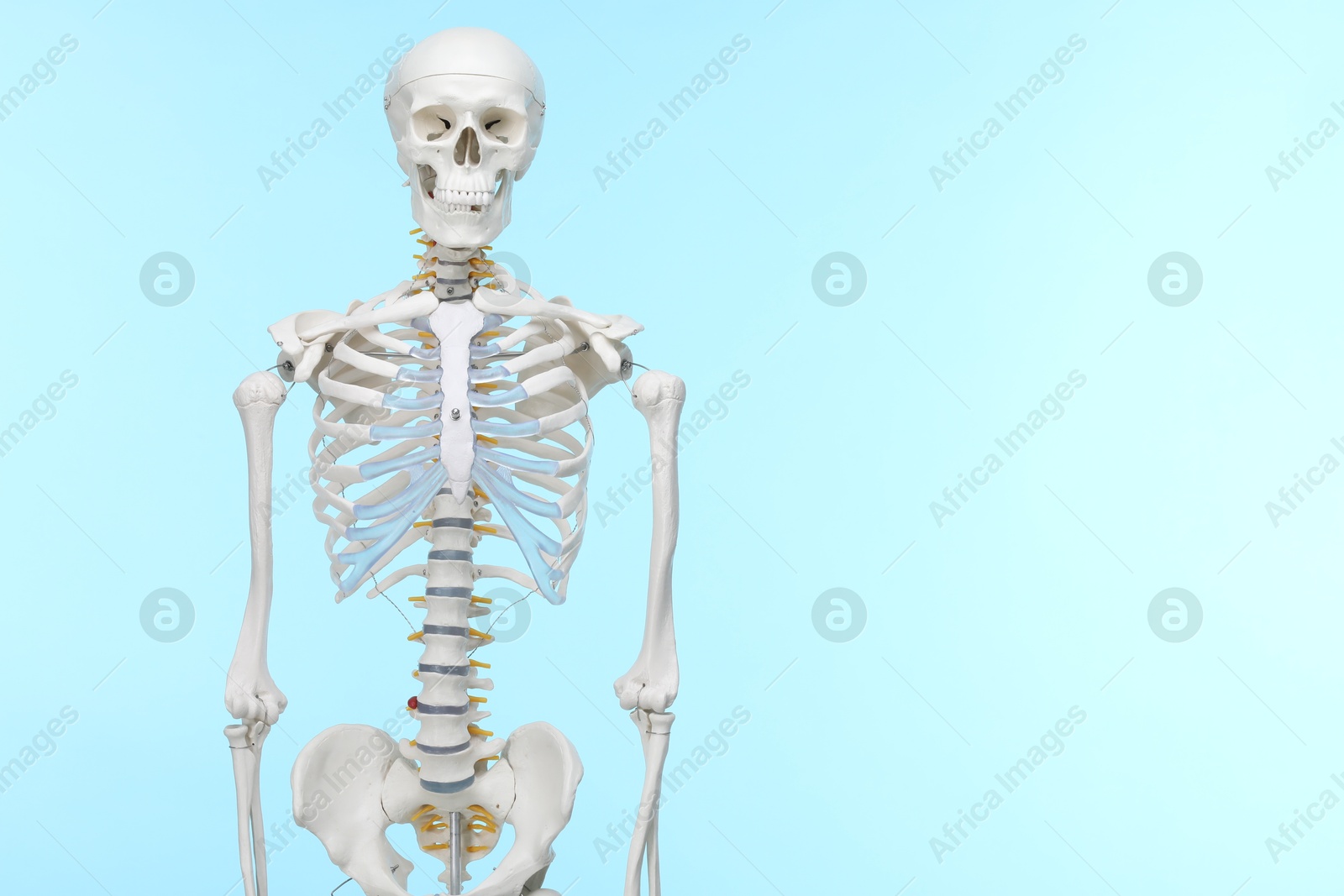 Photo of Artificial human skeleton model on light blue background, space for text