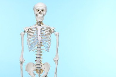 Artificial human skeleton model on light blue background, space for text