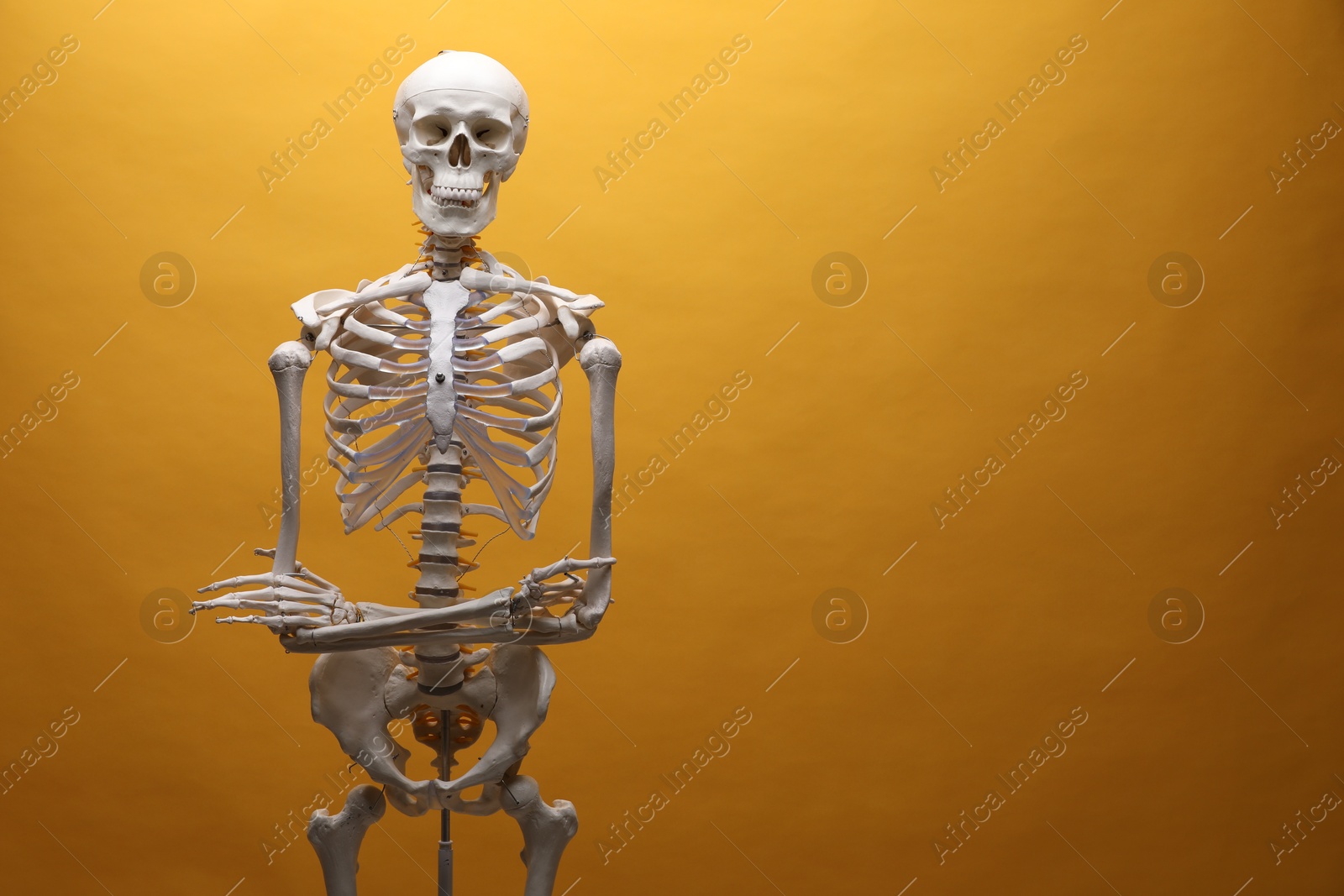 Photo of Artificial human skeleton model on orange background, space for text