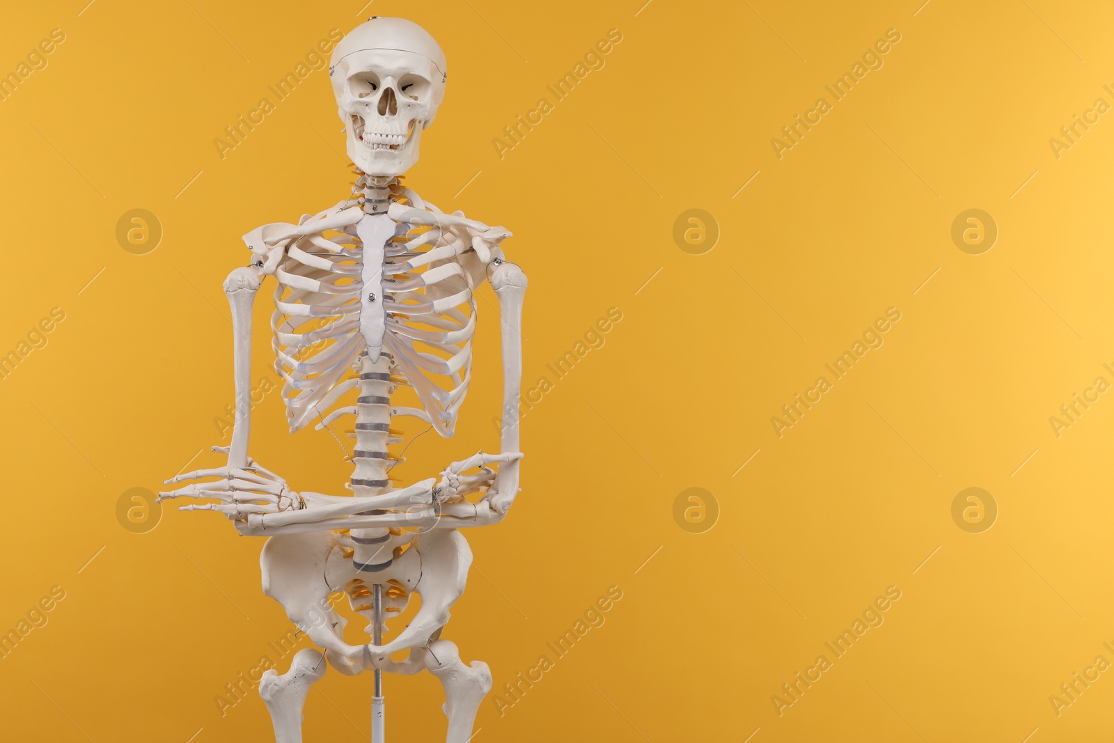 Photo of Artificial human skeleton model on orange background, space for text