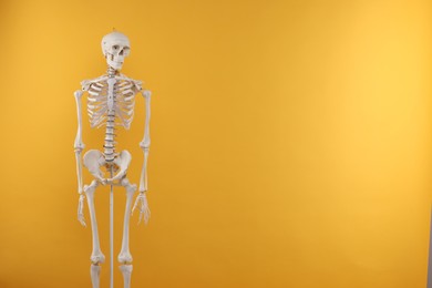 Photo of Artificial human skeleton model on orange background, space for text