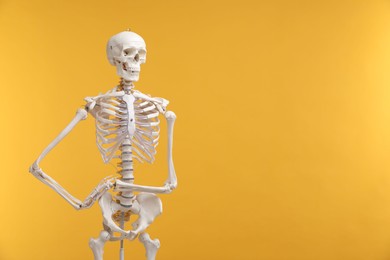 Photo of Artificial human skeleton model on orange background, space for text