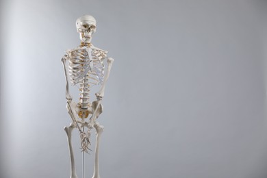 Photo of Artificial human skeleton model on gray background, space for text