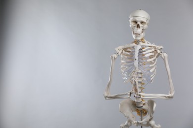 Photo of Artificial human skeleton model on gray background, space for text