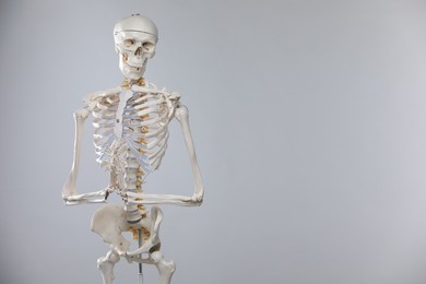 Photo of Artificial human skeleton model on gray background, space for text