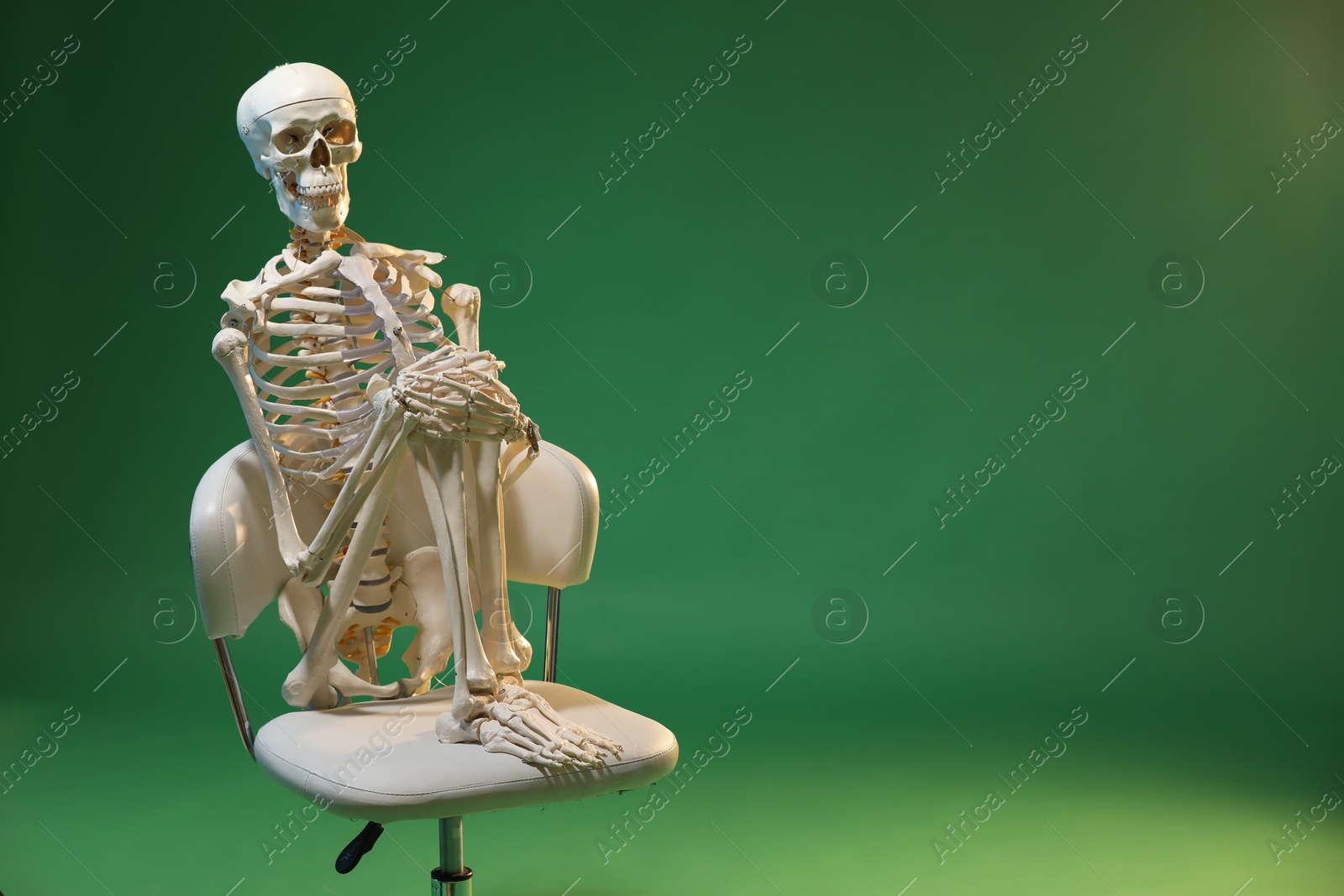 Photo of Artificial human skeleton model sitting on chair against green background, space for text