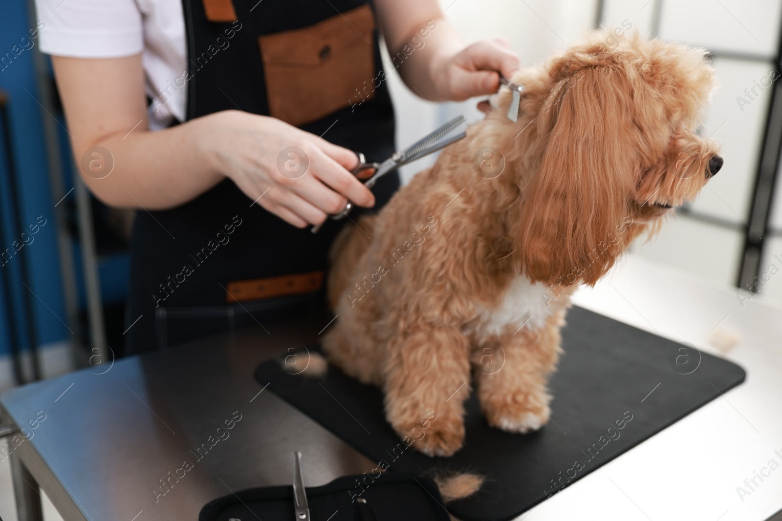Woman cutting dog's hair with scissors indoors, closeup. Pet grooming Photo of Woman cutting dog's hair with scissors indoors, closeup. Pet grooming