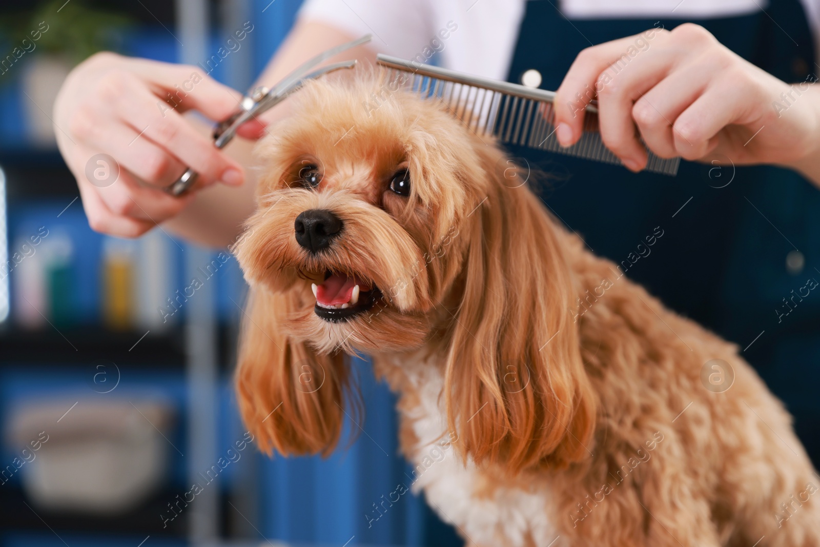 Woman cutting dog's hair with scissors indoors, closeup. Pet grooming Photo of Woman cutting dog's hair with scissors indoors, closeup. Pet grooming